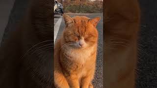 The Cutest and Sleepiest Cats Ever! 😻 #CatContent #AdorableCats #SleepyKitties...