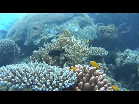 Diving Cairns 18June2016
