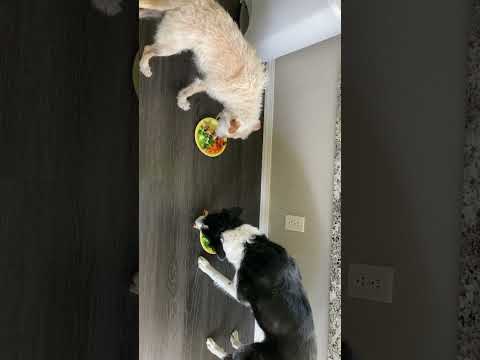 Feeding friends' dogs Korra and Peace #shorts