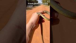 5 most painful bites😨  #snakes #reptiles #animals #herping #funny #herpetology #animals