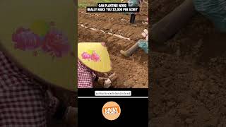 How Planting Wood Can Make You money‼️ #growmoney
