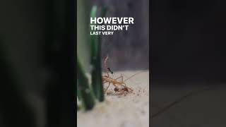 ⚠️Ants VS ASSASSIN BUG⚠️