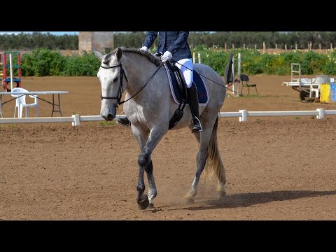 UNQUERO DEL YUNQUE III 4 Years Old Preliminary Dressage Test
