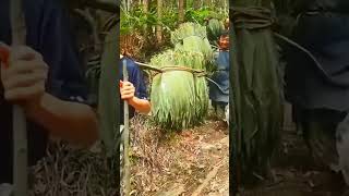 #shorts #agritools #farming2024 #agriculture  #JIKreactionagritools in farming 2024