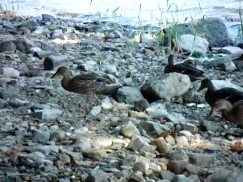 Seven ducks looking for food