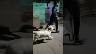 #hundeliebe #pets #petsofinstagram #dog #doglover #dogphotography #dogoftheday #dog_features #shorts