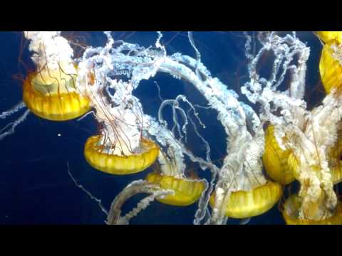 Yellow Jellyfishes in Aquarium of the Bay