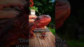 One day she saved a strange looking lizard 🦎