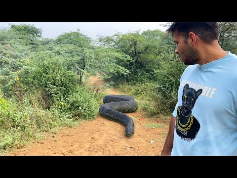 Anaconda Snake Chase - Snake Series - EP 1