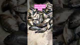 Hasil pancing jaring (ikan nila/mujair) #pancing #mancingliar #mancingjaring #pancingjaring #mujair
