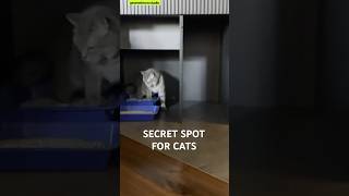 😺 Secret Spot For Cats
