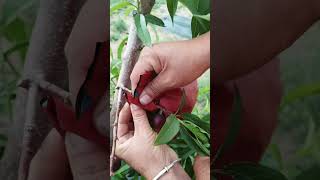 peach bagging technique