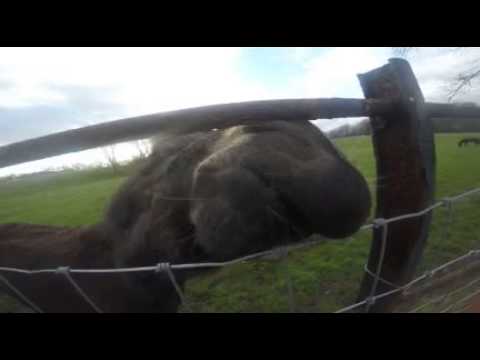 Donkeys wants weed