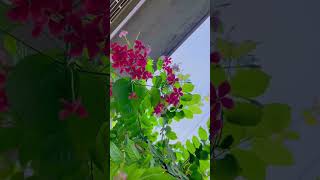 🌿 Subah ka Sukoon | Beautiful Village Morning | Calm & Peaceful Voice 🌅