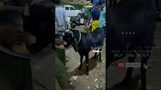 Goat Feed @AsiaBakriMandi #trending #shorts