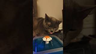 3 common cat mistakes #cathealth #catsprotection #catlover #catbehaviorist #pets #catproblems #short
