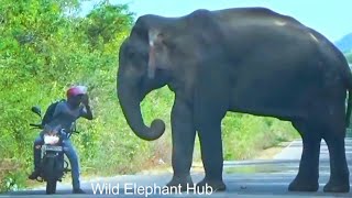 Most heartbreaking encounter A rider worshiping a wild elephant