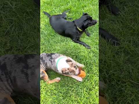 “Look, but don’t make it obvious. . . “ #dog #shorts #cute  #naturesounds #Ms.Parker