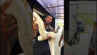 Python snake l #shortvideo #snake