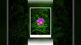 Mobile photography tips and tricks #iphone13