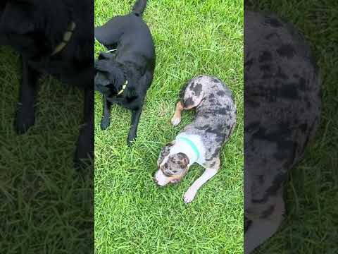When one of your dogs favorite chew toy is the other dog . . . #cute #dog #relaxing #shorts