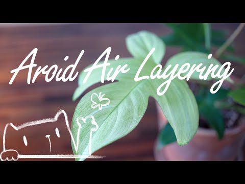 Aroid Care | Air Layering | Florida Ghost | Plant Please | #howto #aroid
