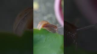 Wow! Look How Small They Are! 🐌 Unbelievable Micro-Animals Caught on Camera!