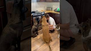 Dog Tacos With Chicken Liver #smartdog #belgianmalinois #doglover #dogmom