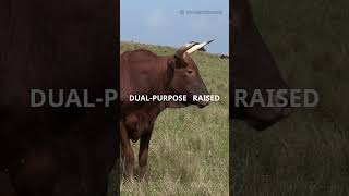 5 Mind Blowing Caracu Cattle Facts! 🐄🔥#cattle #caracucattle