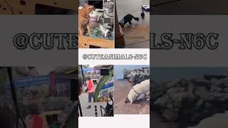 cute animals funny video trending shorts 🥰 #funnycomedyshort #cuteanimalsfunnyvideosshorts