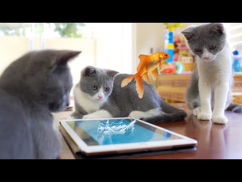 Cats and Fish Game | Little Kittens