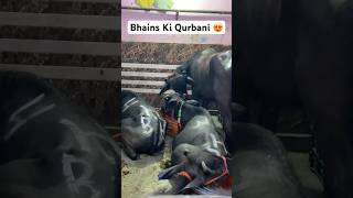 Bhains Ki Qurbani 2025 Bakra Eid Special Delhi Bhains Mandi #2025 #delhi #shorts