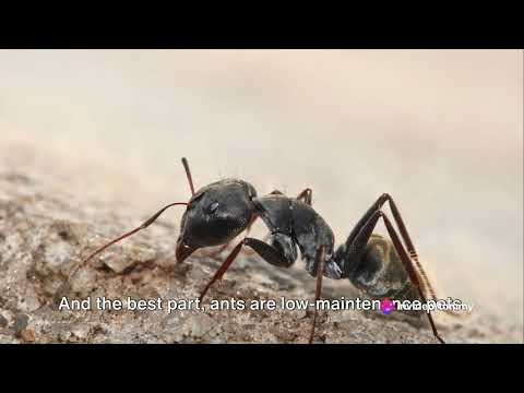 Ants as Pets  A Formicarium Guide