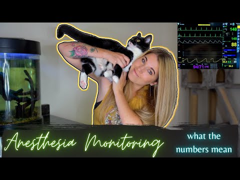 Vet Med: Monitoring Anesthesia