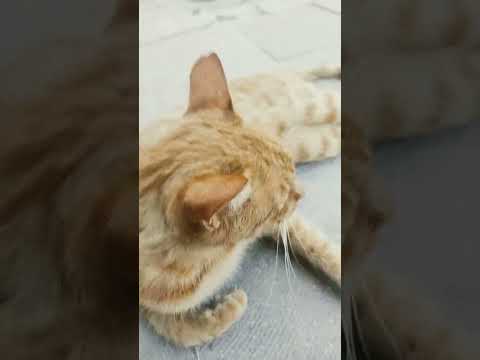sokak kedisi dediğin böyle olur