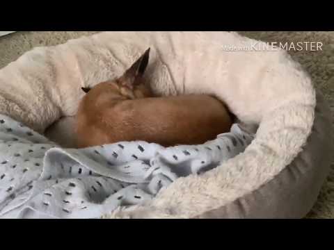 Dog waking up