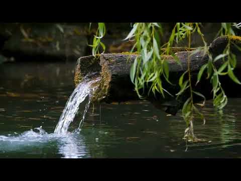 Relaxation Music: Unwind and De-Stress  Nourish your soul, relax your mind. 🌿 #relaxationvideos