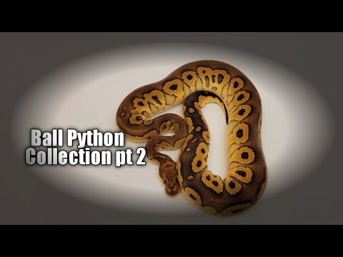 Ball Python Collection pt 2 (Sunset, Desert Ghost, Clowns)