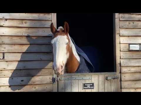 A day at Trent Park Equestrian Centre