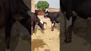 Dr lee feeds best feed animals k leya