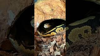 Snake #ballpython #royalpython #snake