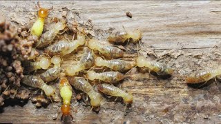 Why do termites damage homes by eating wood?