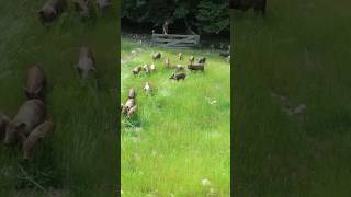 Make $10,000 per acre with Pastured Pigs | Joel Salatin #farming #pig #rotationalgrazing #homestead