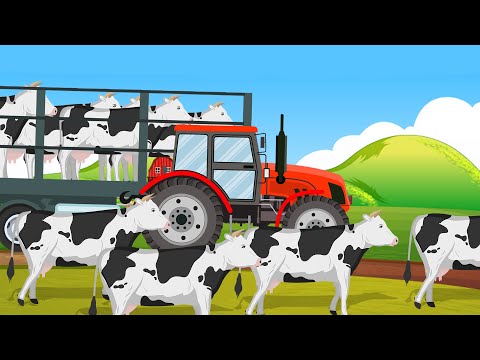 Transporting Cows By Farm Truck, Modern Milking Harvest Processing Factory | Animals Transporting