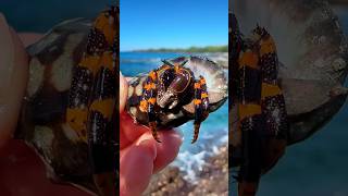 Tide Pool Treasure Hunt! Wild Sea Creatures!