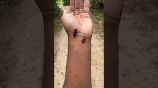 Eastern Velvet Ants a.k.a. Cow Killers handling! #velvetant#cowkiller#insects#bug#tarantula#fyp