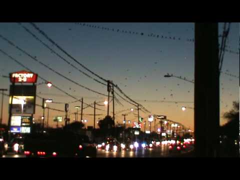 Hitchcock - The Birds