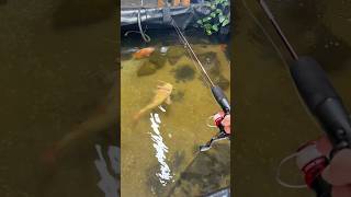 Catching a Fish in my Indoor Pond!