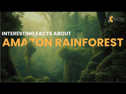 The Amazon Rainforest: A Secret World Unveiled in 5 Fascinating Facts