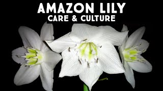 Eucharis amazonica | Amazon Lily Care Guide | Nandanam Exotics | By Nirmal